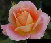 unknow artist Pink Orange Rose oil painting